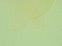 Pilatobius iltisi image