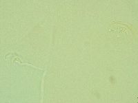 Pilatobius iltisi image