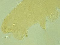 Pilatobius iltisi image