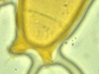 Pilatobius iltisi image