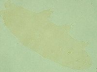 Pilatobius iltisi image