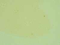 Pilatobius iltisi image