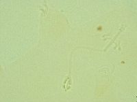 Pilatobius iltisi image