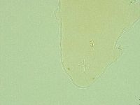 Pilatobius iltisi image