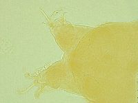 Pilatobius iltisi image