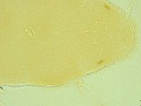 Pilatobius iltisi image