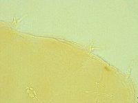 Pilatobius iltisi image