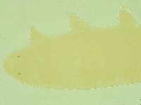 Pilatobius iltisi image
