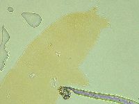 Pilatobius iltisi image