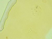 Pilatobius iltisi image
