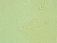 Pilatobius iltisi image