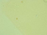 Pilatobius iltisi image