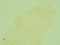 Pilatobius iltisi image