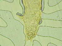 Pilatobius iltisi image