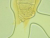 Pilatobius iltisi image
