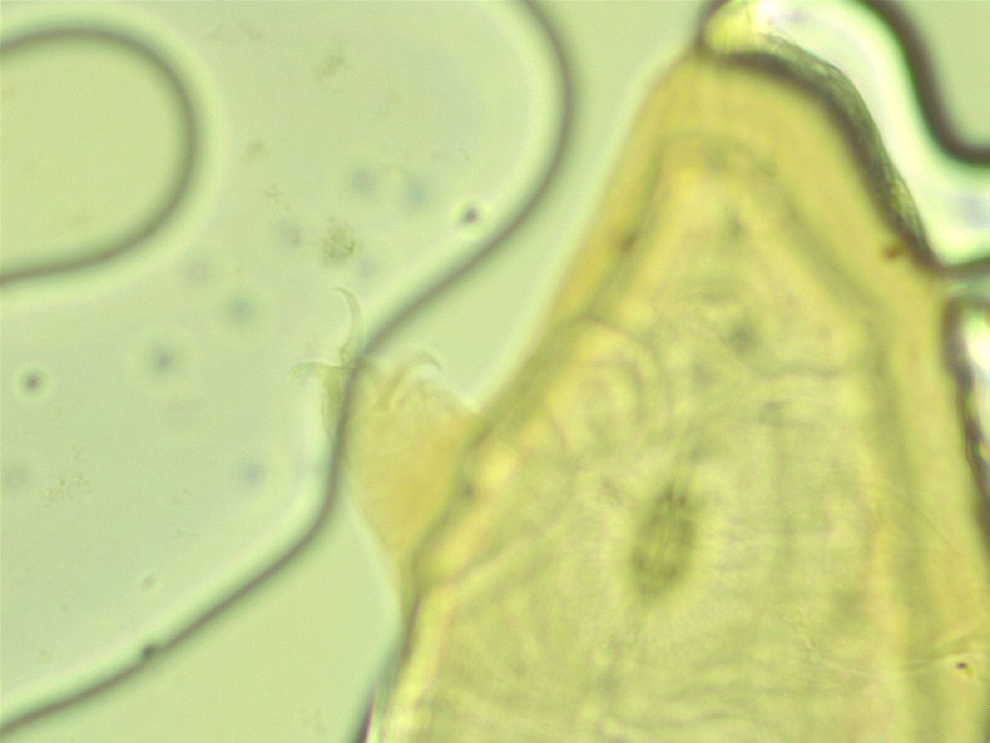 Pilatobius iltisi image