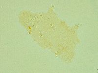 Pilatobius iltisi image
