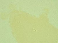 Pilatobius iltisi image