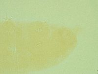 Pilatobius iltisi image