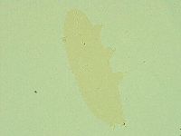 Pilatobius iltisi image