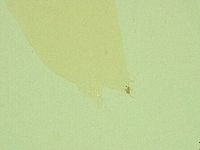 Pilatobius iltisi image