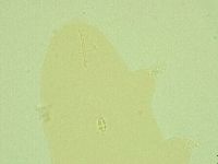 Pilatobius iltisi image