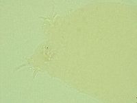 Pilatobius iltisi image