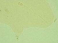 Pilatobius iltisi image
