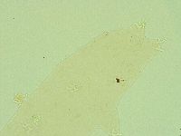 Pilatobius iltisi image