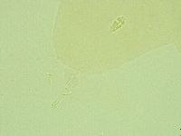 Pilatobius iltisi image
