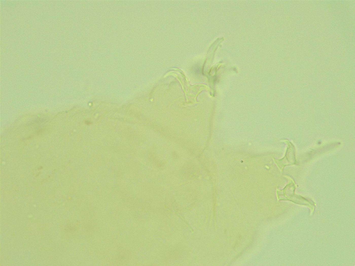 Pilatobius iltisi image