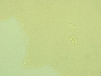 Pilatobius iltisi image