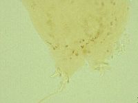 Pilatobius oculatus image