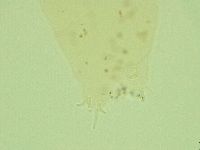 Pilatobius oculatus image