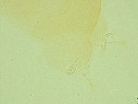 Pilatobius oculatus image
