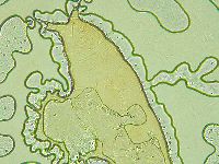 Pilatobius oculatus image