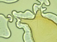 Pilatobius oculatus image