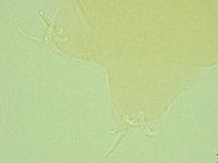 Pilatobius oculatus image