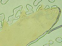 Pilatobius oculatus image