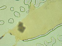 Pilatobius oculatus image
