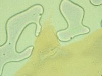 Pilatobius oculatus image