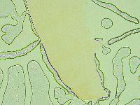 Pilatobius oculatus image