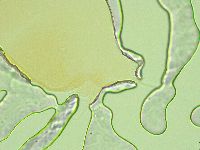 Pilatobius oculatus image