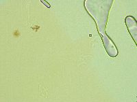 Pilatobius oculatus image