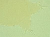 Pilatobius oculatus image