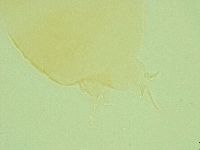 Pilatobius oculatus image