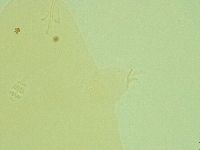 Pilatobius oculatus image