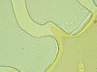 Pilatobius oculatus image