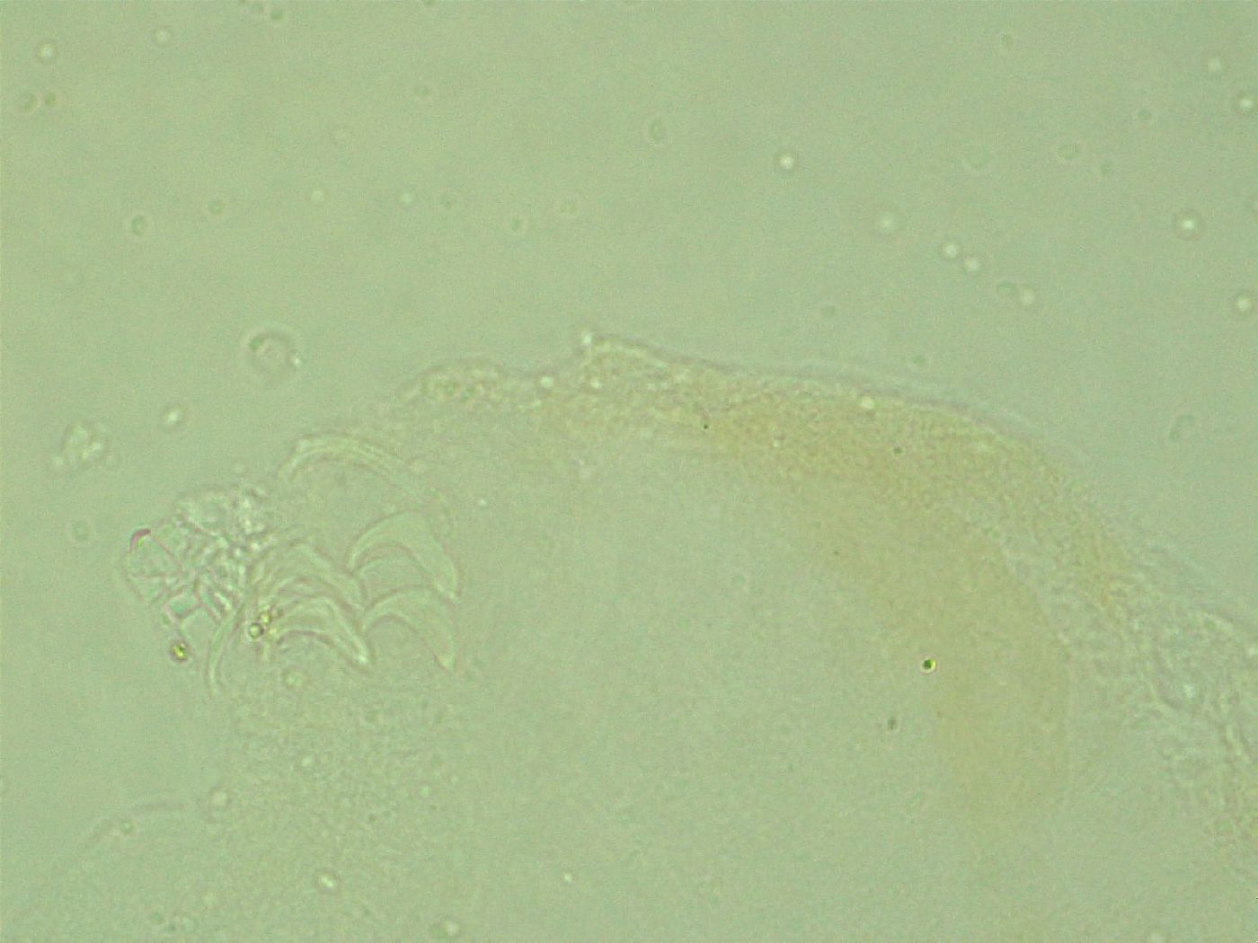 Pilatobius oculatus image
