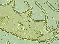 Pilatobius oculatus image
